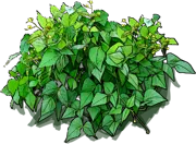 Roślina - Fasola szparagowa
