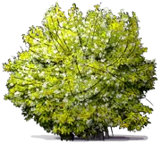 Roślina - Jaśminowiec wonny \u0022Aureus\u0022