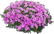 Roślina - Płomyk Douglasa