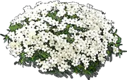 Roślina - Płomyk Douglasa