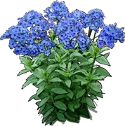 Roślina - Płomyk wiechowaty Blue Paradise