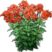 Roślina - Płomyk wiechowaty Orange Perfection