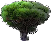 Roślina - Sosna gęstokwiatowa bonsai
