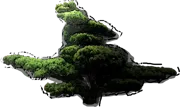 Roślina - Sosna drobnokwiatowa bonsai