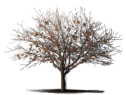 Roślina - Pistacja chińska