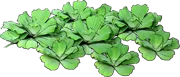 Roślina - Pistia rozetkowa