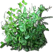 Roślina - Groch zwyczajny