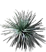 Roślina - Puya venusta