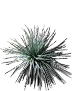 Roślina - Puya venusta