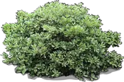 Roślina - Pospornica japońska \u0022Variegata\u0022