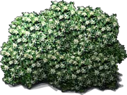 Roślina - Pospornica japońska