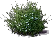 Roślina - Plumbago scandens