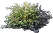 Roślina - Podocarpus śnieżny