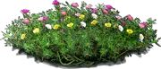 Roślina - Portulaka wielkokwiatowa