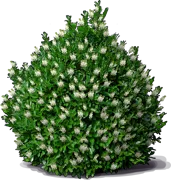 Roślina - Laurowiśnia wschodnia \u0022Rotundifolia\u0022