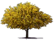 Roślina - Śliwa japońska \u0022Shiro\u0022