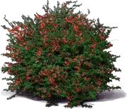Roślina - Pyracantha koidzumii \u0022Santa Cruz\u0022