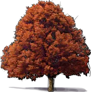 Roślina - Dąb dwubarwny