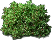 Roślina - Rhamnus californica \u0022Eve Case\u0022