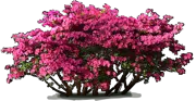 Roślina - Różanecznik \u0022Girard\u0027s Fuchsia\u0022