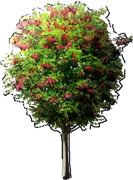 Roślina - Robinia akacjowa Małgorzaty