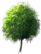 Roślina - Robinia akacjowa \u0022Umbraculifera\u0022