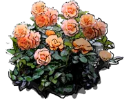 Roślina - Róża \u0022Apricola\u0022