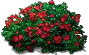 Roślina - Róża \u0022Flower Carpet Scarlet\u0022