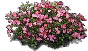 Roślina - Róża \u0022Rose Pink Drift®\u0022