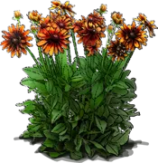 Roślina - Rudbekia owłosiona \u0022Cappuccino\u0022