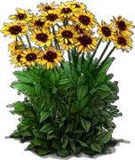 Roślina - Rudbekia owłosiona \u0022Denver Daisy\u0022