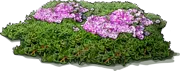 Roślina - Ruschia lineolata