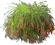 Roślina - Russelian Equisetiformis