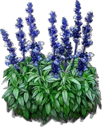 Roślina - Szałwia omączona \u0022Victoria Blue\u0022