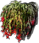 Roślina - Szlumbergera Buckleya