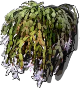 Roślina - Szlumbergera Buckleya