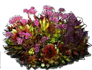 Roślina - Rojnik pajęczynowaty \u0022Red Papaver\u0022