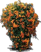 Roślina - Senecio confusus