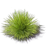 Roślina - Sesleria jesienna