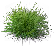 Roślina - Sesleria Heufflera