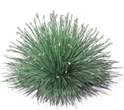 Roślina - Sesleria lśniąca
