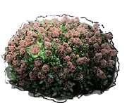 Roślina - Skimmia japońska