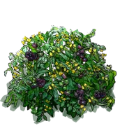 Roślina - Pomidor \u0022Amethyst Jewel\u0022