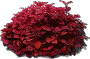 Roślina - Koleus Blumego \u0022Redhead\u0022