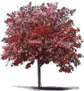 Roślina - Jarząc chiński \u0027Pink Pagoda\u0027