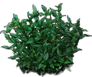 Roślina - Spigelia marilandica