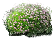 Roślina - Tawuła gęstokwiatowa