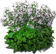 Roślina - Aster sercolistny \u0022Avondale\u0022