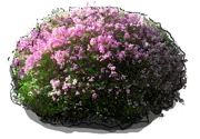Roślina - Lilak chiński