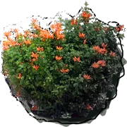 Roślina - Tecomaria capensis